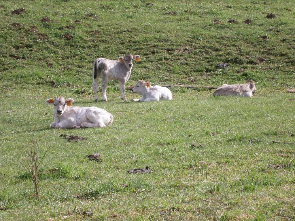 Turisme Rural Lo Palle De Cal Bosch Llagunes Ngoại thất bức ảnh